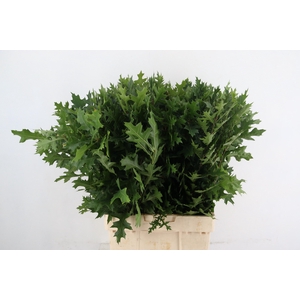 QUERC PALUSTRIS 080CM