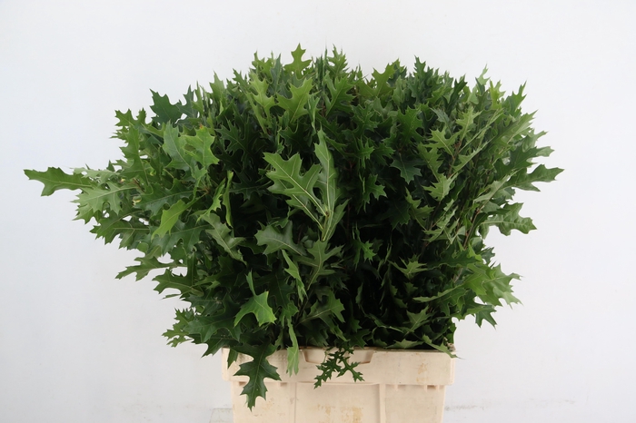 <h4>QUERC PALUSTRIS 080CM</h4>