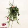 Aeschynanthus Twister hangpot Zonder bloem, beperkt leverbaar