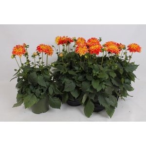 DAHL HYP CANDY CORN