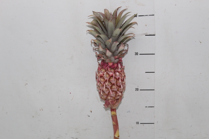 <h4>ANANAS PRINCE</h4>