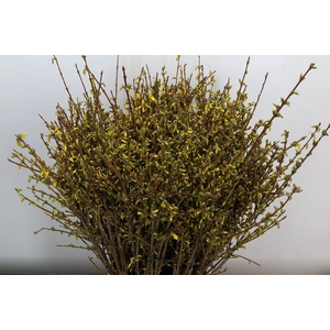 Forsy I Spectabilis 60cm