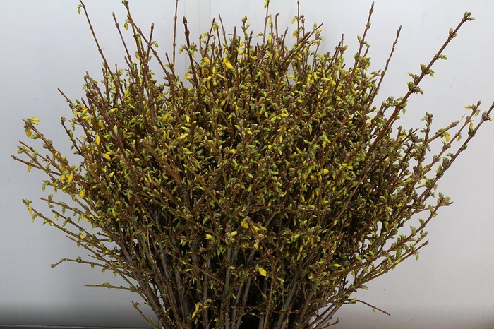 <h4>Forsy I Spectabilis 60cm</h4>