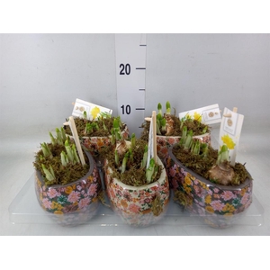 Arr.  Narcissus Tete Tete H%