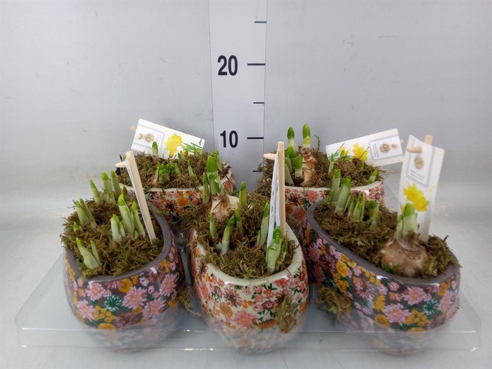 <h4>Arr.  Narcissus Tete Tete H%</h4>