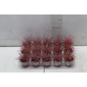 BROMELIA TILLANDSIA IONANTHA VB P05