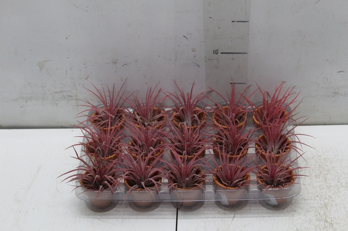 <h4>BROMELIA TILLANDSIA IONANTHA VB P05</h4>