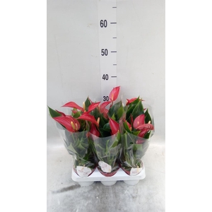 Anthurium  'Banderola Roja'