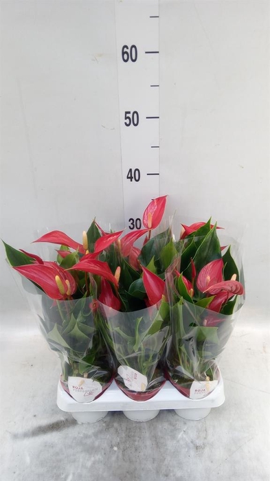 <h4>Anthurium 'Banderola Roja'</h4>