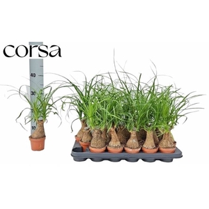 BEAUCARNEA RECUR