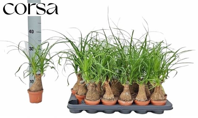 <h4>BEAUCARNEA RECUR</h4>