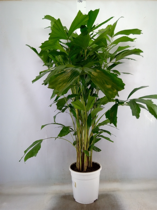 <h4>Caryota mitis</h4>