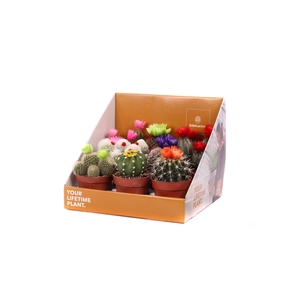 Cactus stro disco 8,5 cm in showdoos your lifetime plant