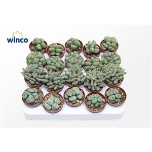 Conophytum Mix