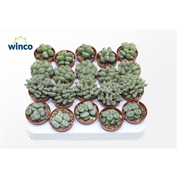 <h4>Conophytum Mix</h4>