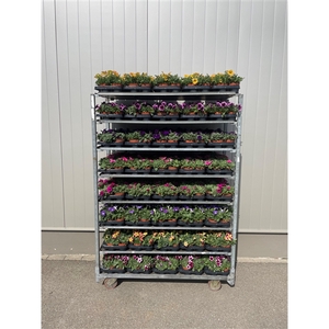 Petunia Mix Trolley