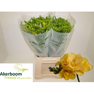 Freesia Marseille Koptakken