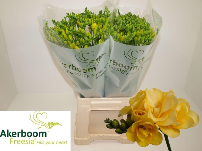 <h4>Freesia Marseille Koptakken</h4>