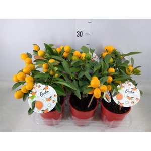 Fortunella margarita