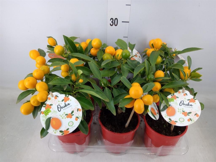 <h4>Fortunella margarita</h4>