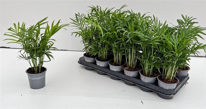 arr8 Chamaed Elegans