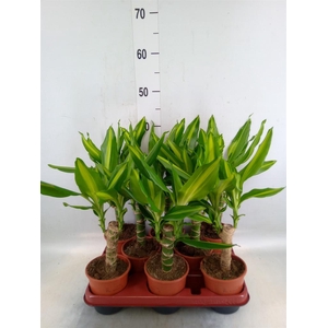 Dracaena frag. 'Mass Coast'