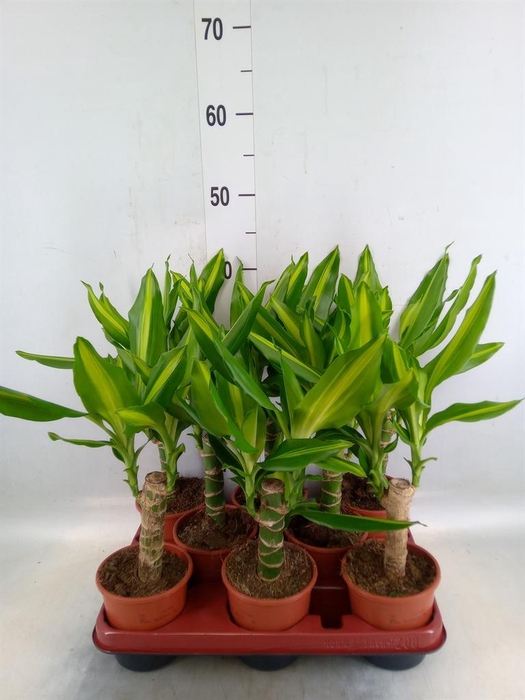 <h4>Dracaena frag. 'Mass Coast'</h4>