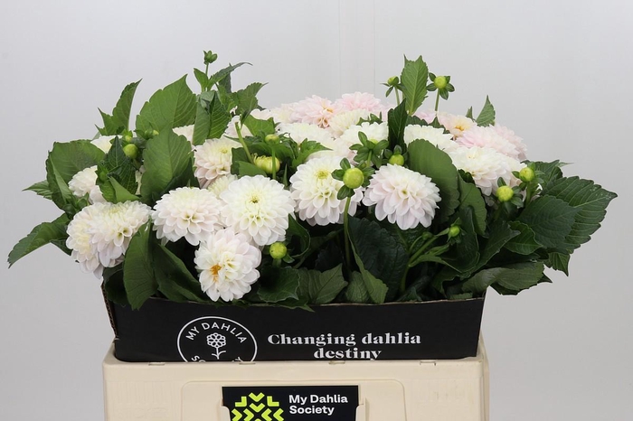 <h4>Dahlia Light Wizard</h4>