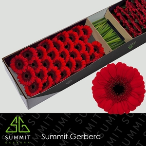 Germini Red Ruby Doos