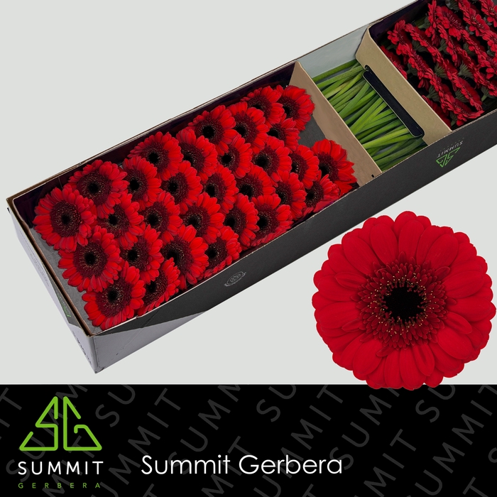 <h4>Germini Red Ruby Doos</h4>