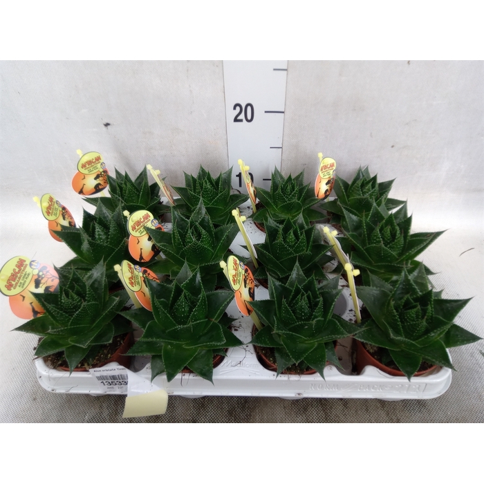 <h4>Aloe aristata 'Cosmo'</h4>