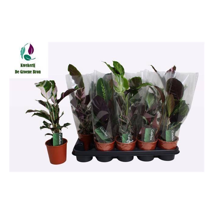 <h4>Calat Gem 4 Srt</h4>