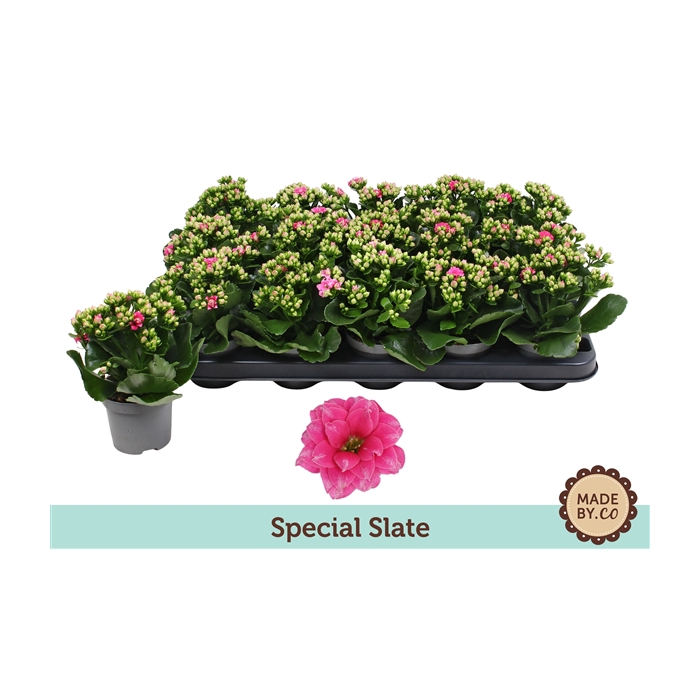 <h4>Kalanchoë Special Slate - no sleeve</h4>