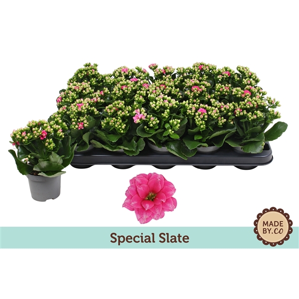 Kalanchoë Special Slate - no sleeve