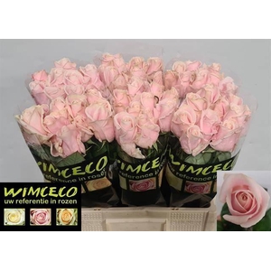 R GR SWEET AVALANCH+