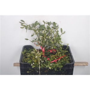 Mistletoe Per Bunch Extra