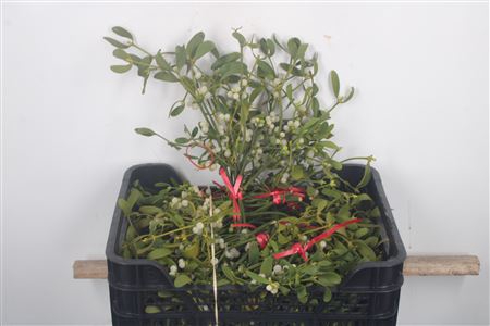 <h4>Mistletoe Per Bunch Extra</h4>