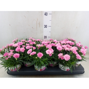 Dianthus  'I Love U'
