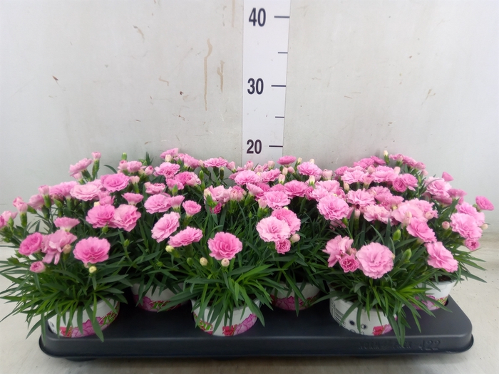 <h4>Dianthus  'I Love U'</h4>