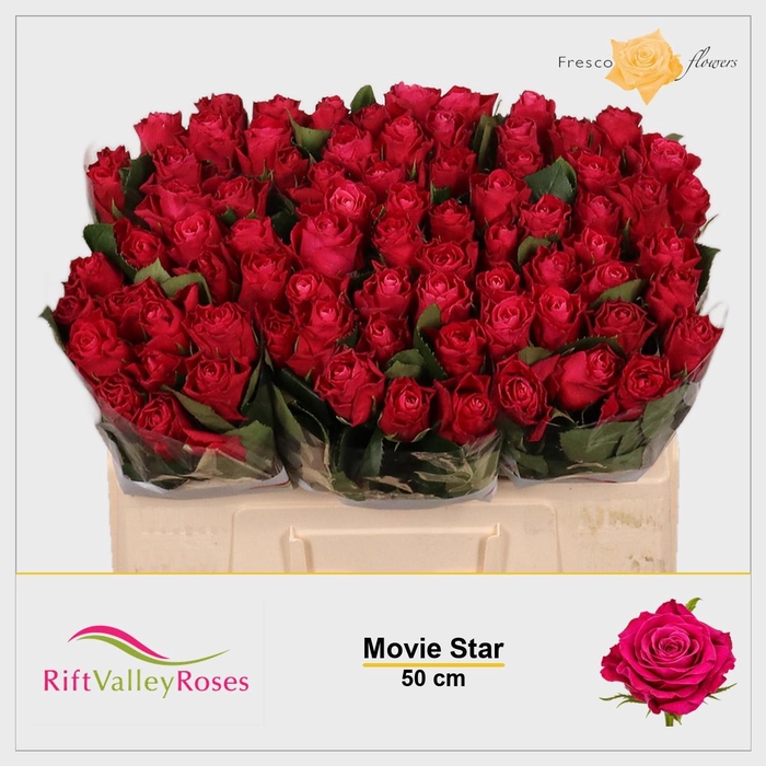 <h4>R GR MOVIE STAR</h4>