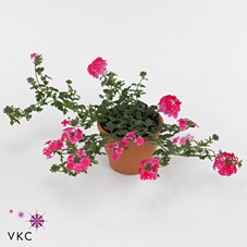 Verbena  'Magelana Lipstick'