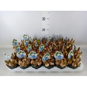 Muscari  'Mountain Lady'