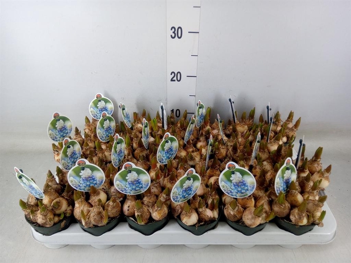 <h4>Muscari 'Mountain Lady'</h4>