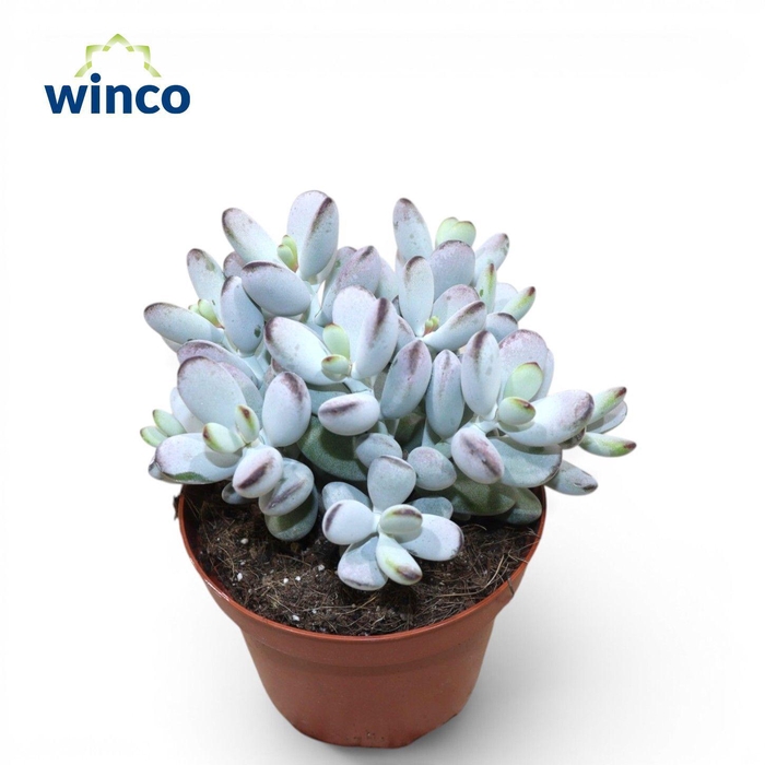<h4>Cotyledon Orbiculata "Higginsiae"</h4>