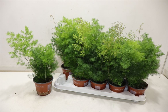 <h4>Aspar Umbellatus</h4>