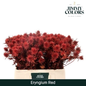 Eryngium (distel) L60 Rood + Glitter