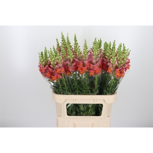 Ant Mary Dark Orange