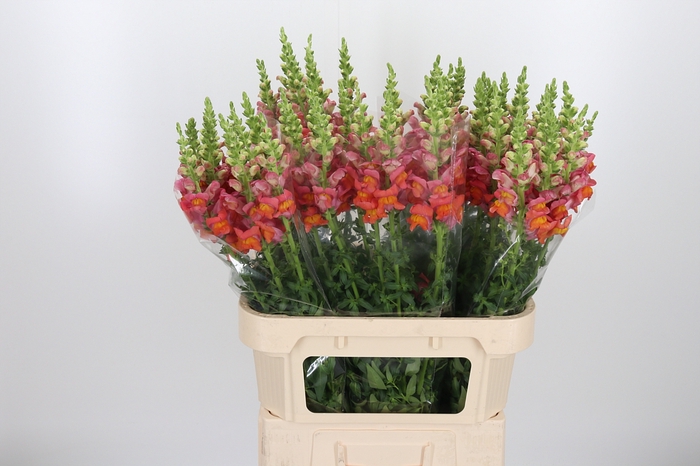 <h4>Ant Mary Dark Orange</h4>