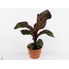 ENSETE VENT MAURELII