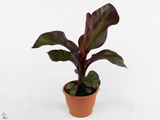 ENSETE VENT MAURELII